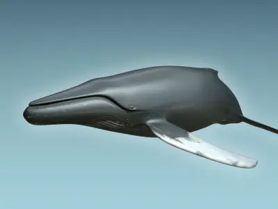 Whale Humback 3D model