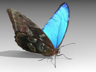 Blue Morpho Butterfly Low-poly 3D model