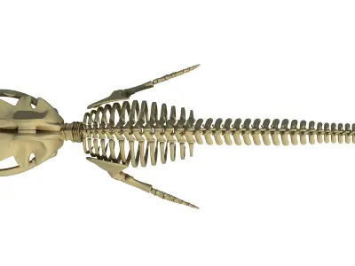 3D Sharks Skeletons 3D model