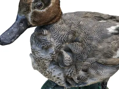 Wild duck 3D model