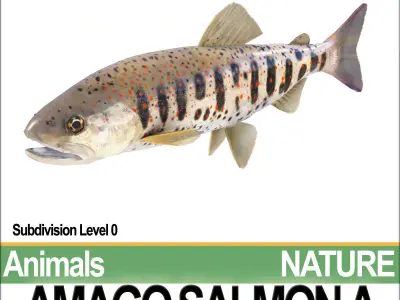 Amago Salmon A 3D model