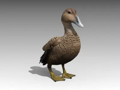 Common Eider Low-poly 3D model