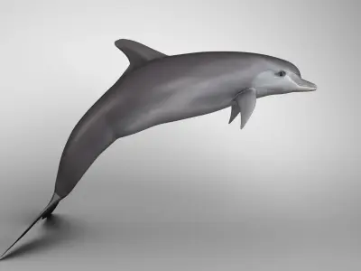Dolphine dolphin 3D model