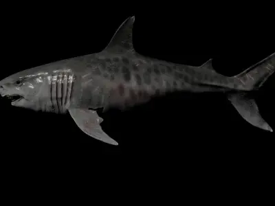 Megalodon Low-poly 3D model