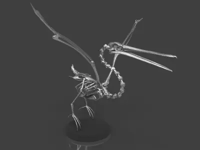 Silver Pelican Skeleton for Art Project 3D model