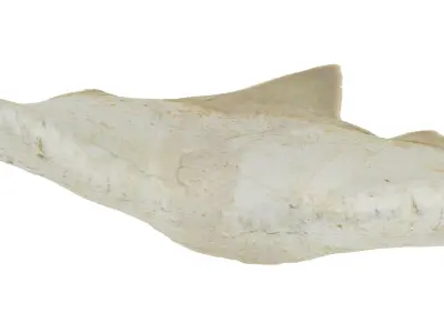 Realistic - Shark Tooth Low-poly 3D model