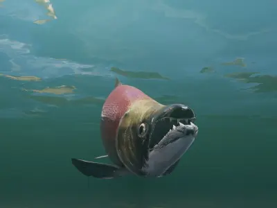 Sockeye Salmon Low-poly 3D model