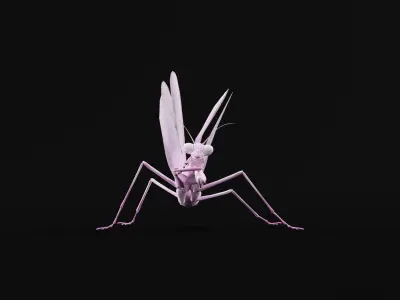 Pink Orchid Mantis Insect Low-poly 3D model