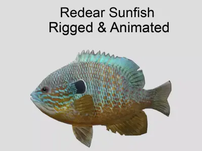 Redear Sunfish Realistic Animated Low-poly 3D model