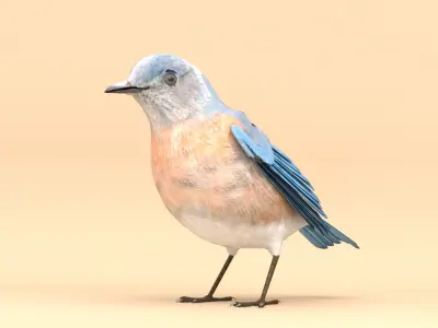 3D Bird Pack Western Bluebird Male and Female Low-poly 3D model