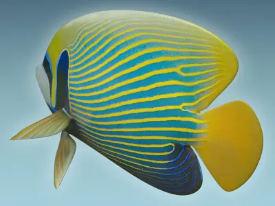 Emperor Angle Fish 3D model
