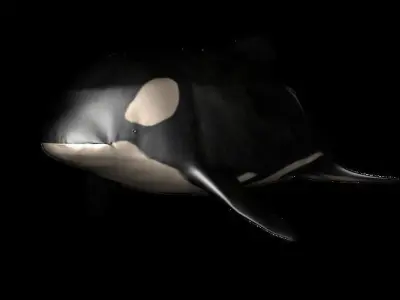 dolphin Orca Rigged 3D model