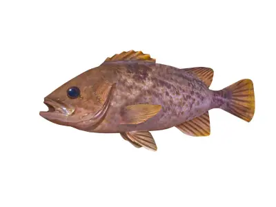 Low-Poly Kelp Rockfish Animated Low-poly 3D model