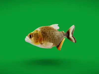 Black Piranha Fish Low-poly 3D model