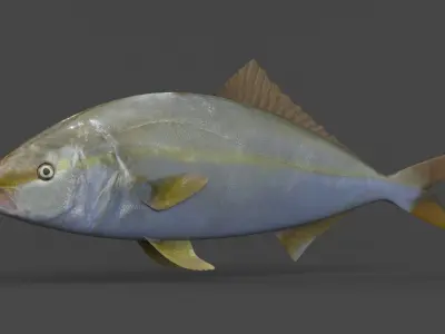 Amberjack Fish 3D model