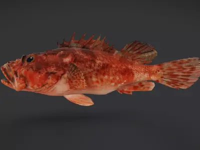 Izu Scorpionfish Animated 3D model