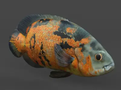 Oscar Fish 3D model