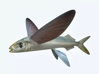Atlantic Flying Fish 3D model