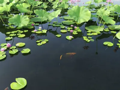 Lotus and Koi Fish Pond 01 Low-poly 3D model