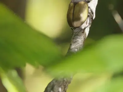 Hercules Beetle Low-poly 3D model