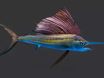 Realistic Sailfish Animated 3D model