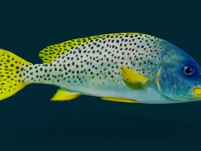 Coral Reef Fish Collection Animated - Game Ready pack 1 Low-poly 3D model