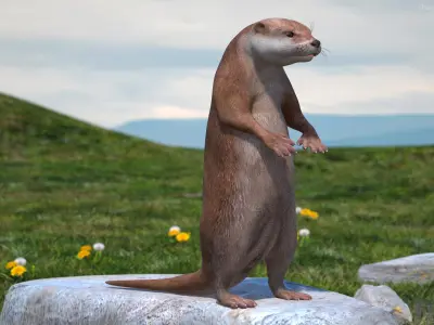 North American River Otter Rigged for Maya 3D model