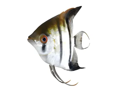 Aquarium Fish Collection - 17 Set 3D model