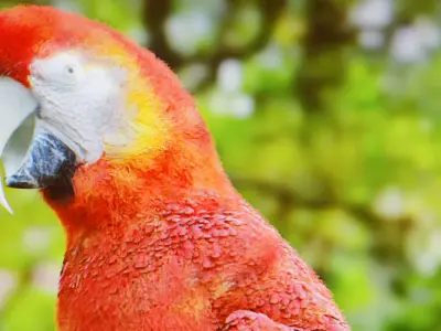 Parrot Rigged Low-poly 3D model