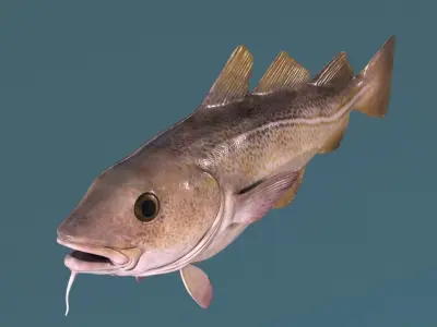Cod Fish Low-poly 3D model