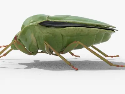 Lifelike Stink bug Low-poly 3D model