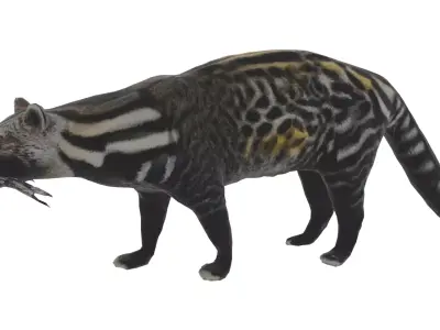 African Civet Low-poly 3D model