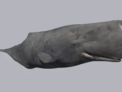 Photoreal Sperm Whale 8K - 3d animated 3D model