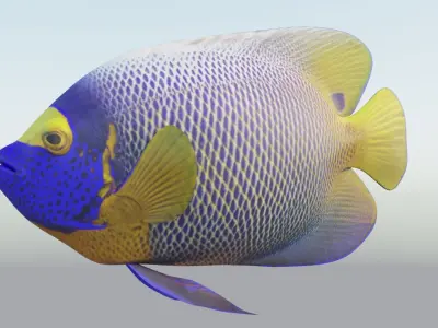 Blue girdled Angelfish set 02 Low-poly 3D model