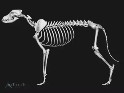 Dog Skeleton 3D model