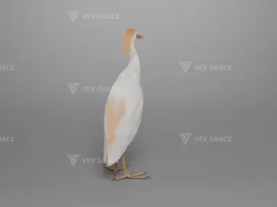 Cattle Egret Animation 3D model