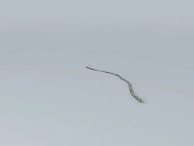 Paseo del Malecón (Part 2) Free 3D model