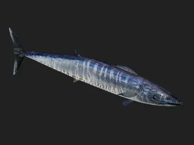 Wahoo Low-poly 3D model