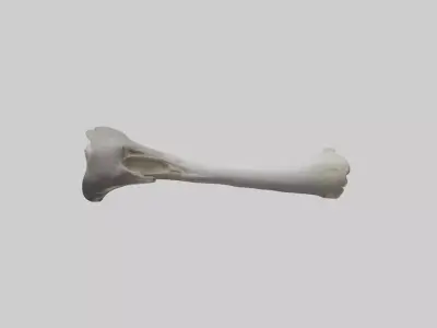 Hippo Femur Low-poly 3D model