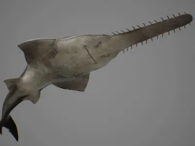 Sawfish shark with long tail Low-poly 3D model