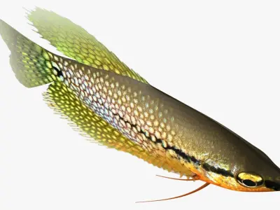 Pearl Gourami 3D model