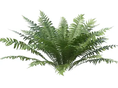 Ferns Dryopteris 01-08 with LODs 3D model
