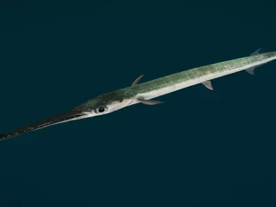Realistic Needlefish Animated 3D model
