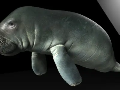 Manatee with Octane 3DS Max Support  Low-poly 3D model