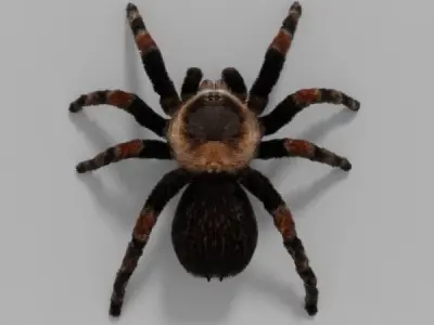 Tarantula spider Low-poly 3D model