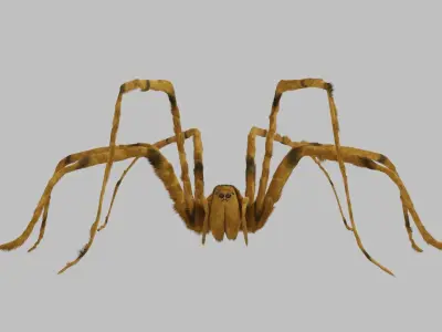 the gigant spider Low-poly 3D model