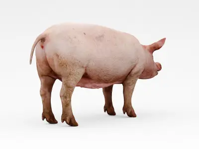 farm pig 3D model