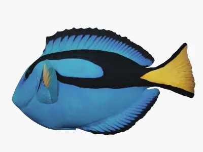 Paracanthurus Hepatus - Blue Tang - Low Poly Low-poly 3D model