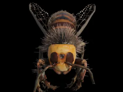 3d animated bee Low-poly 3D model