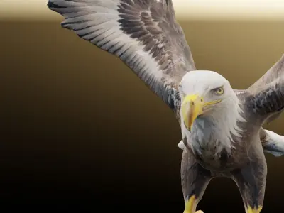 Bald Eagle 3D Model obj fbx stl ply mtl texture 3D model